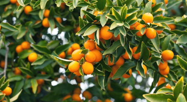 kumquat tress signifying luck and prosperity