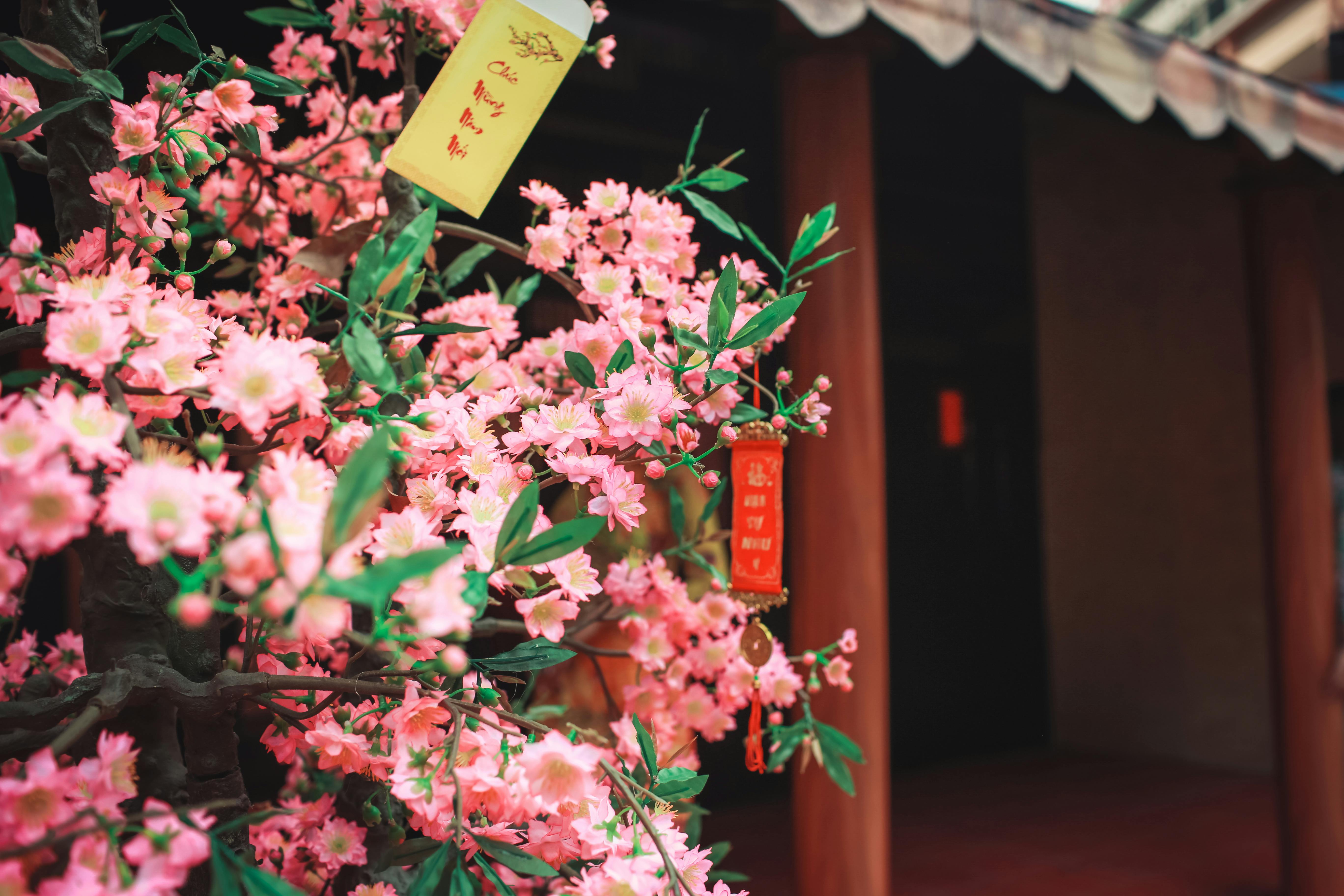 Chinese New year flowers out side of the house compartment bringing in Growth, renewal and prosperity